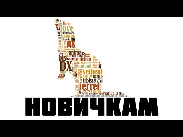 Хорьки - Новичкам