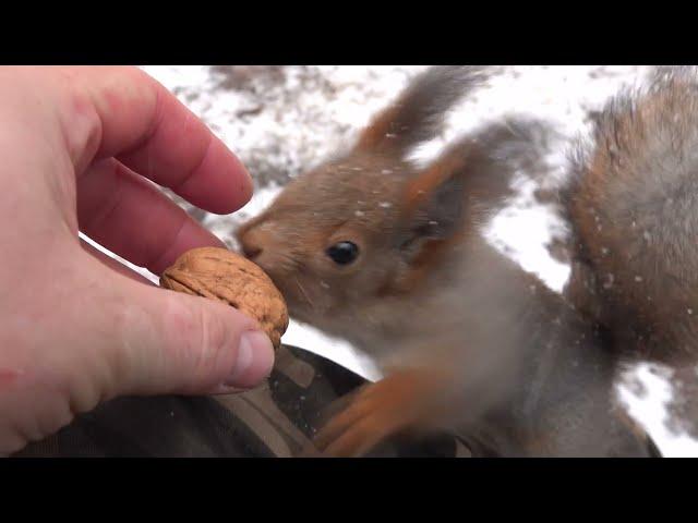 Начало дня. Покормил знакомых белок / The beginning of the day. I fed the squirrels I know