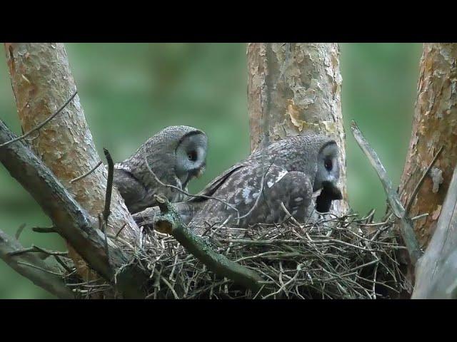 The Secret Life of the Bearded Owl - Nesting life of the great gray owl  - Documentary