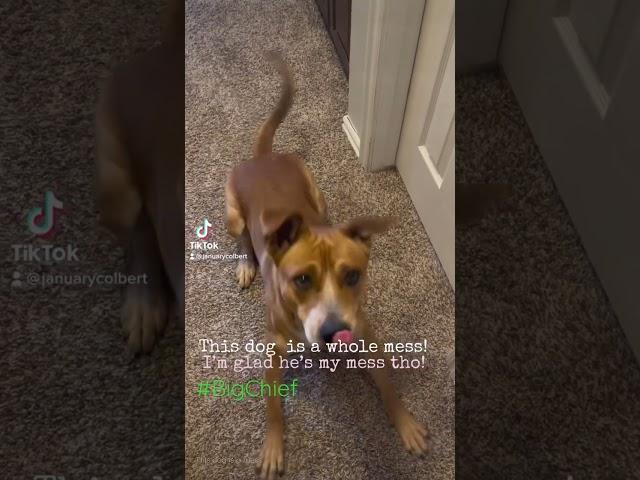 #BigChief This dog is a mess! ️️