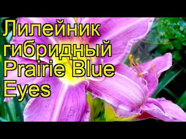 Лилейник гибридный Прейри Блу Айз. Краткий обзор, описание hemerocallis Prairie Blue Eyes