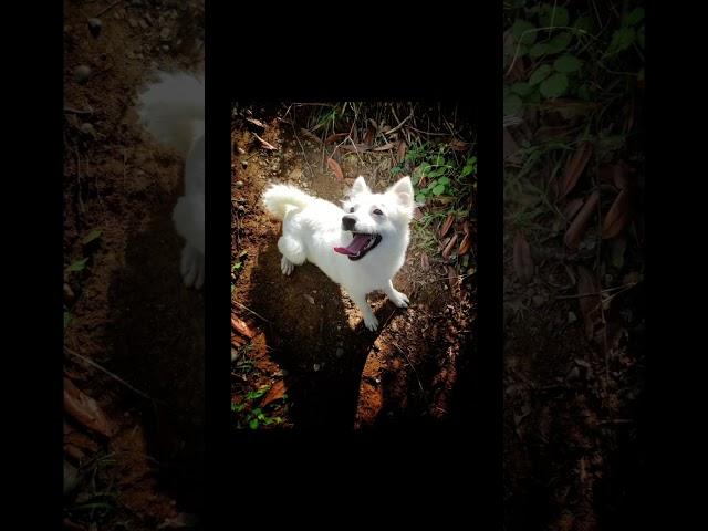 Meet the Tonya Finosu #doglovers #dog #dogbreed #rarebreed #turkey #watchdogs #smalldog #whitedog