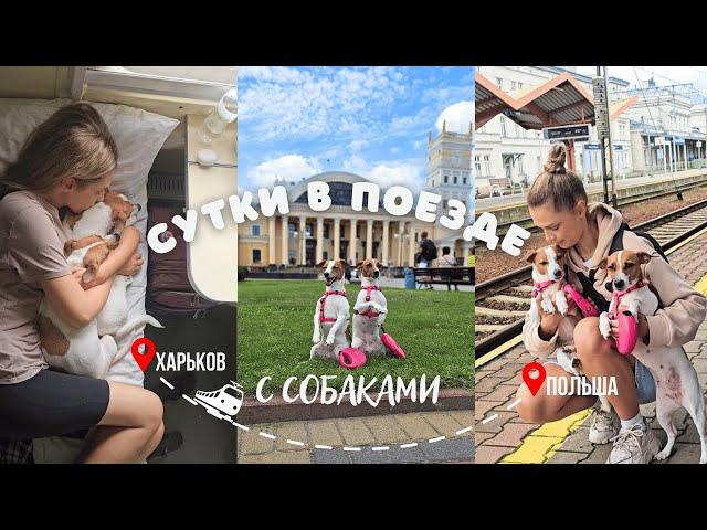 DOG VLOG Снова Едем с Собаками В Польшу - Документы, Сборы, 24 Часа в Поезде Харьков - Пшемысль