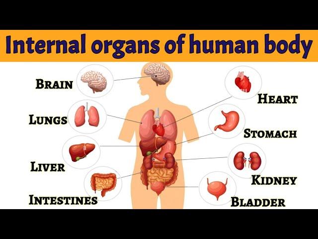 Internal organs of human body | Internal organs | Parts of our body | #internalorgans #bodyparts