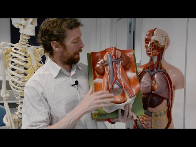 Adrenal glands