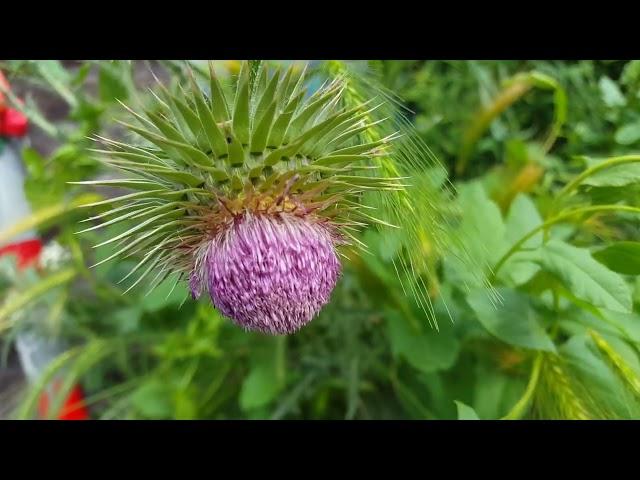 Cirsium