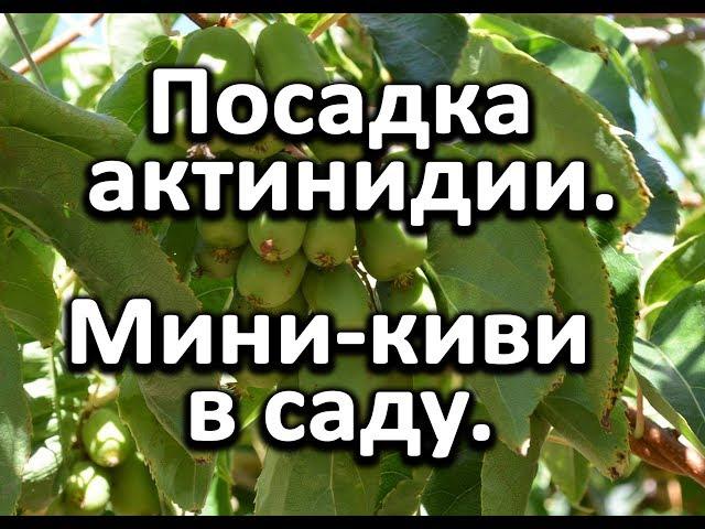 Посадка актинидии или как вырастить киви в саду?!