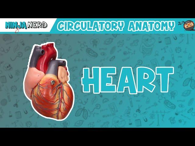 Cardiovascular | Anatomy of the Heart | Heart Model