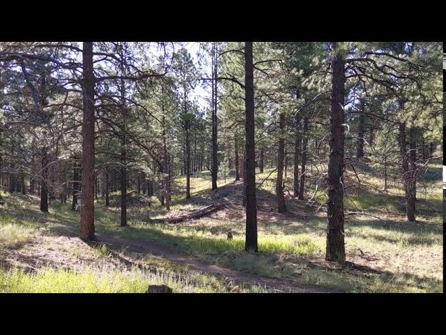 Flagstaff Arizona, Ponderosa Pine Forest south of Flagstaff, very quiet.