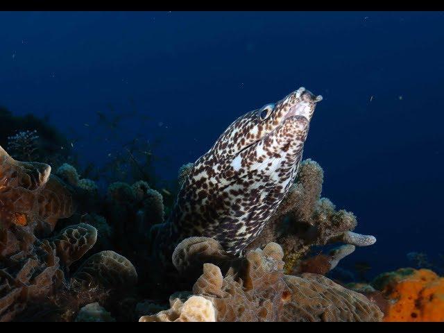 Козумель/Cozumel 2018