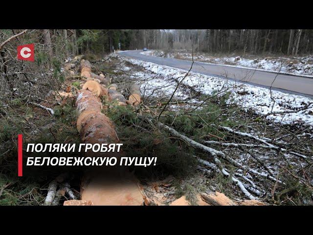 Поляки вырубают вековые деревья Беловежской пущи! Надругались над лесом ради дороги!