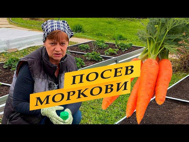 Посев моркови, подкормка и уход.