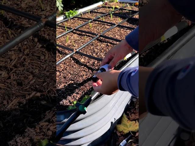 I set up irrigation for my garlic bed