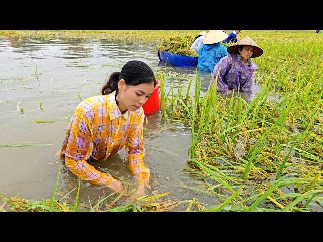 Floods rising: Joining hands with everyone to save rice after super typhoon Yagi. Ly Thi Duyen