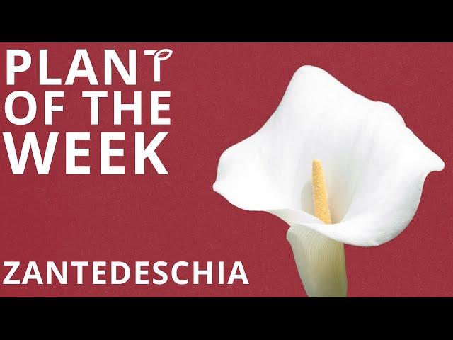 Plant of the Week - Zantedeschia (Calla Lily)