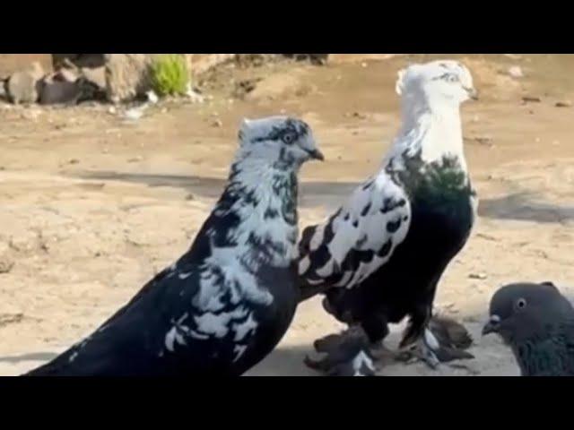 Qora so'chlar nar moda sotiladi 94_409_4996 Uzbekistan pigeon