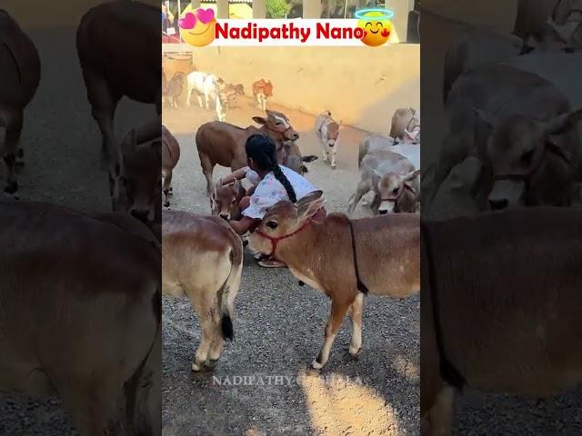 Nadipathy Nano cow shortest cows breed below 2 feet height #youtube #viral #reels #miniature #trend