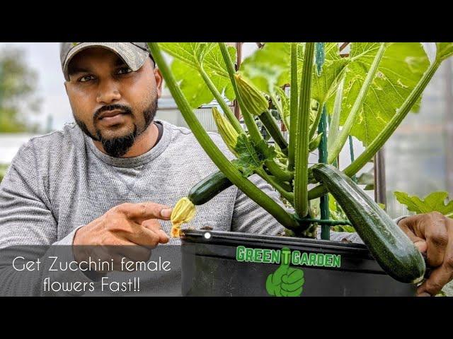 How do i get Female flowers on my zucchini plant ! DO THIS ! Works FAST ! #zucchini #courgette