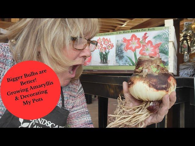 How to Grow & Care for Amaryllis