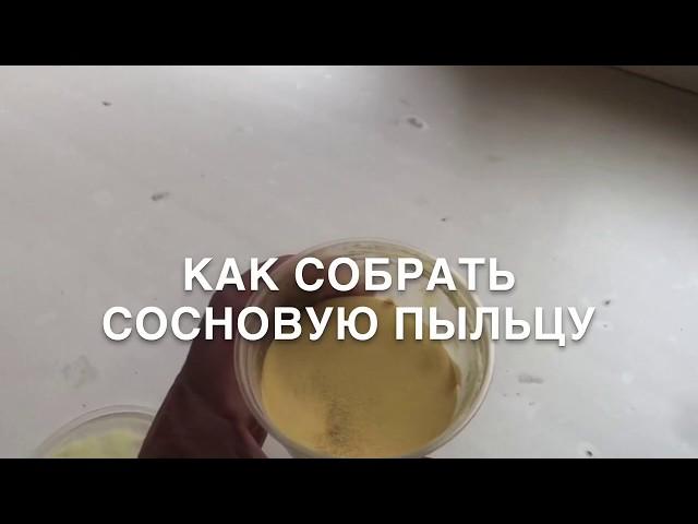 Как собрать сосновую пыльцу. Иммунитет и сосновая пыльца.