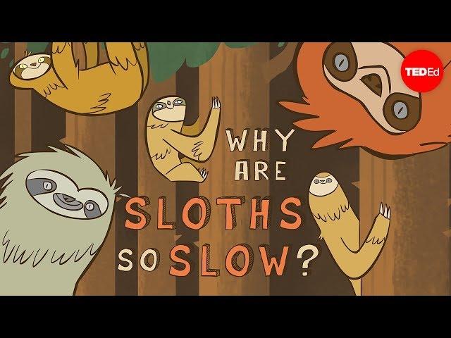 Why are sloths so slow? - Kenny Coogan