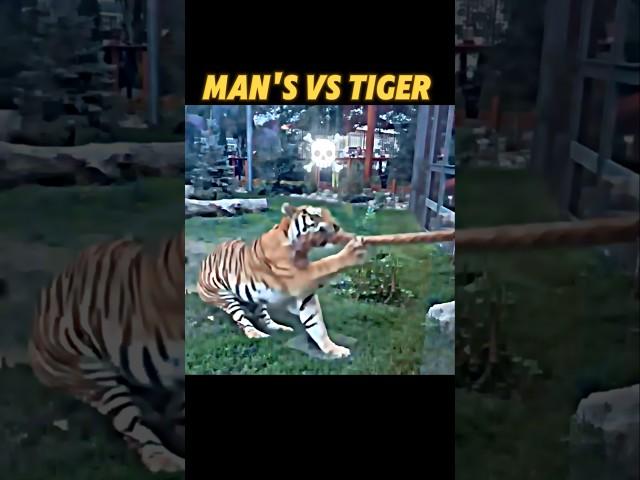 Tiger vs strong man #trending #tiger #animals #wildlife #short #tugofwar #lion #viralvideo