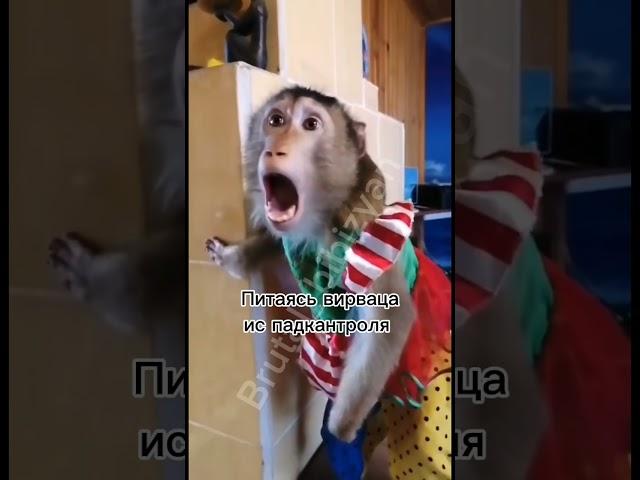 #бибизян #мем #бибизяны #монке #банан #обезьяна #панан #monkey #banana #банан