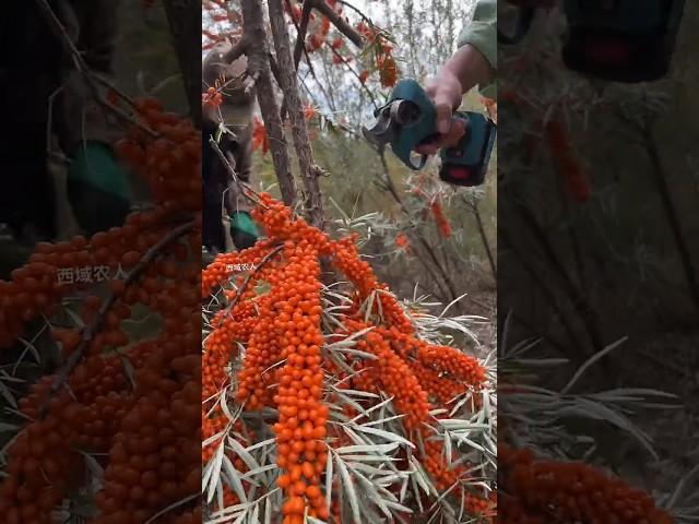 #Seabuckthorn #My hometown has specialties #It's another harvest season #1