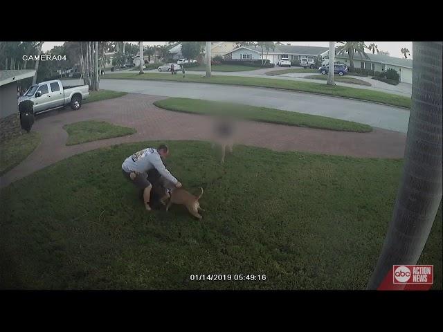 Video captures dog attack in St. Petersburg, child tries to break it up