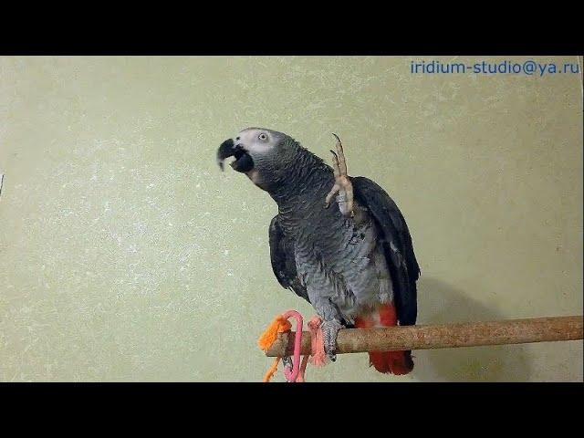 carefully)! - talking parrot!