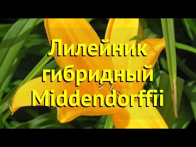 Лилейник гибридный Миддендорфа. Краткий обзор, описание характеристик hemerocallis Lotus position