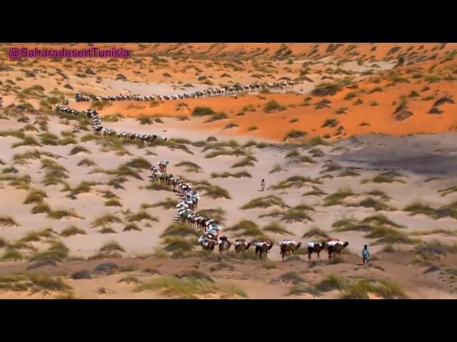 Touareg Music / Sahara desert Music