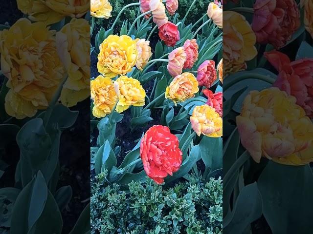 beautiful tulips in the garden# неймовірна краса в саду