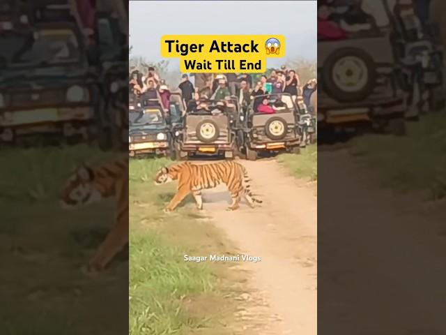 Tiger Attack - Jim Corbett National Park #shorts #jimcorbett #tiger