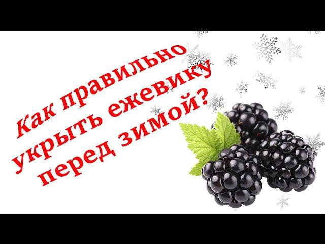 Укрытие ежевики на зиму, без  пригибания. Секреты выращивания!