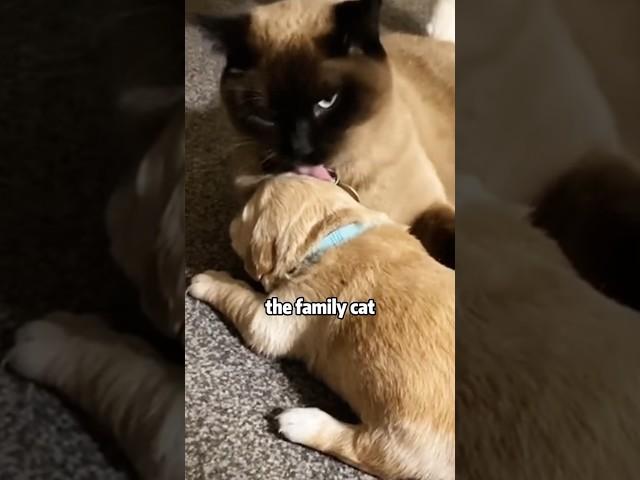 The puppy’s father is a cat #shortvideo #cuteanimals #cat #animals #dog