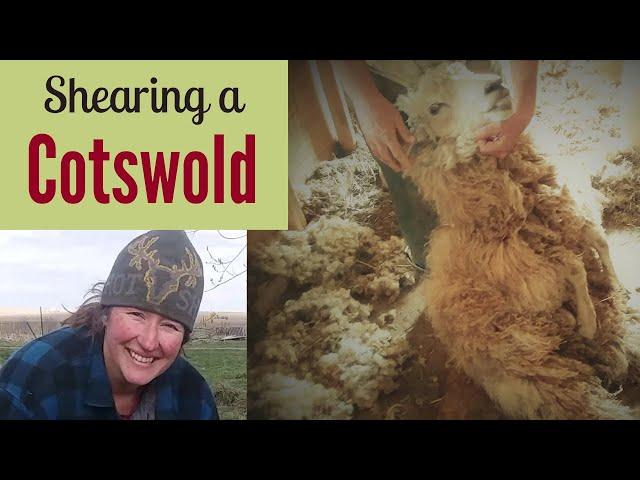 Shearing Our Cotswold Ram