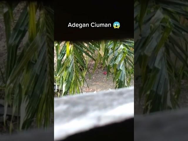 MESUM DI KEBUN PAMAN