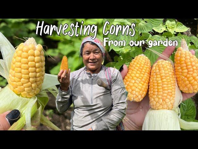 Weekend home vlog- planting indoor plants 🪴  Harvesting home garden’s corn  NimoWhatever