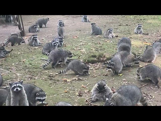 VIDEO: 100 racoons swarm Washington woman’s home demanding food