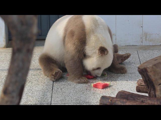 パンダがスイカを食べて暑気払い　陝西省