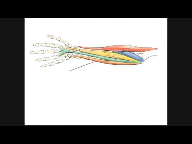 Anterior Forearm Muscles | Superficial Layer