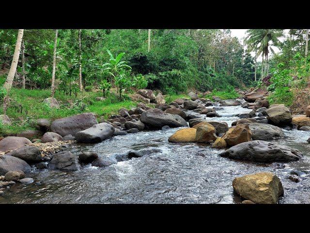 Discover Tranquility By Majestic River In A Lush Forest - Beautiful Forest Ambient & Stream Sounds