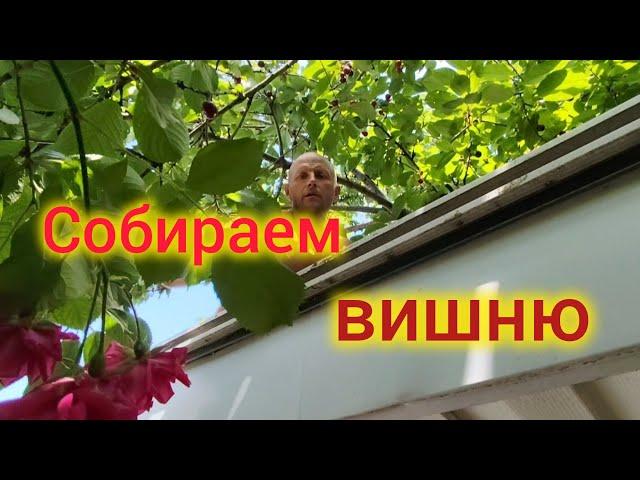 Переезд на юг/Обзор покупок продуктов на Кубани/Зачем мне навоз/Собираем вишню/Опять прополка