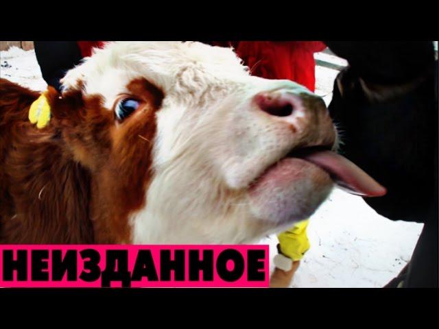 2ЖУР на ГЛЦ Банное [Неизданное]