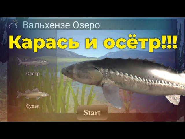 Рекордный ОСЁТР и КАРАСЬ в Вальхензе | Ultimate Fishing Simulator