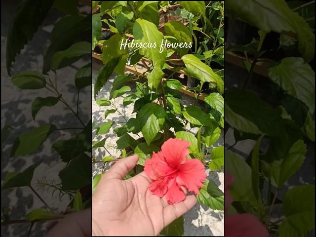 Four types of Hibiscus flowers in my garden #garden #gardening #viral #shorts #viralshort