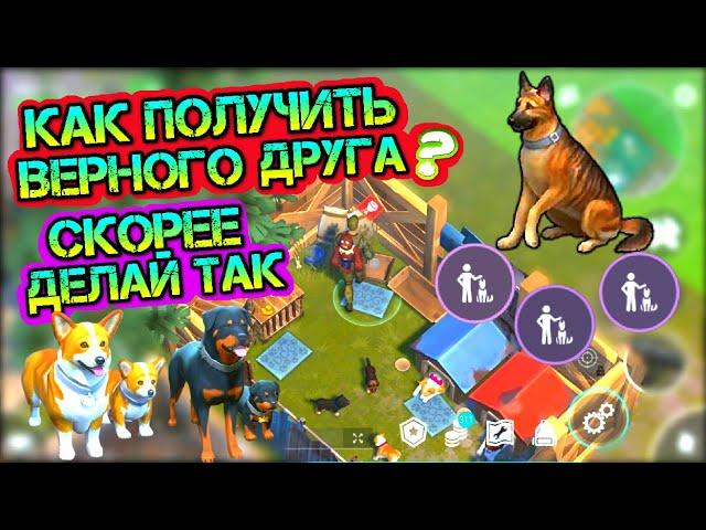 Скорее делай так! Как получить верного друга? Лайфхаки - как получить много щенков в игре LDOE