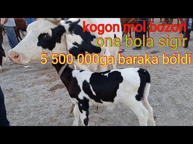 Buxoro kogon mol bozori ona bola sigirlar narxlari 13/06/2021