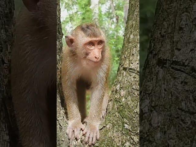 So Lovely Hybrid Baby Monkey Rex